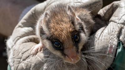 Der Gartenschläfer, ein etwa 15 Zentimeter langer Bilch mit einer schwarzen „Zorro-Maske“, ist nahe verwandt mit Siebenschläfer und Haselmaus. (Bild: Martin Hertel/exb)