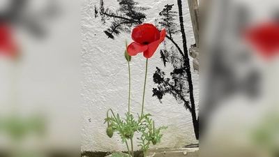 Diese Mohnblume blüht im Naturgarten in Döllnitz. (Bild: sl)