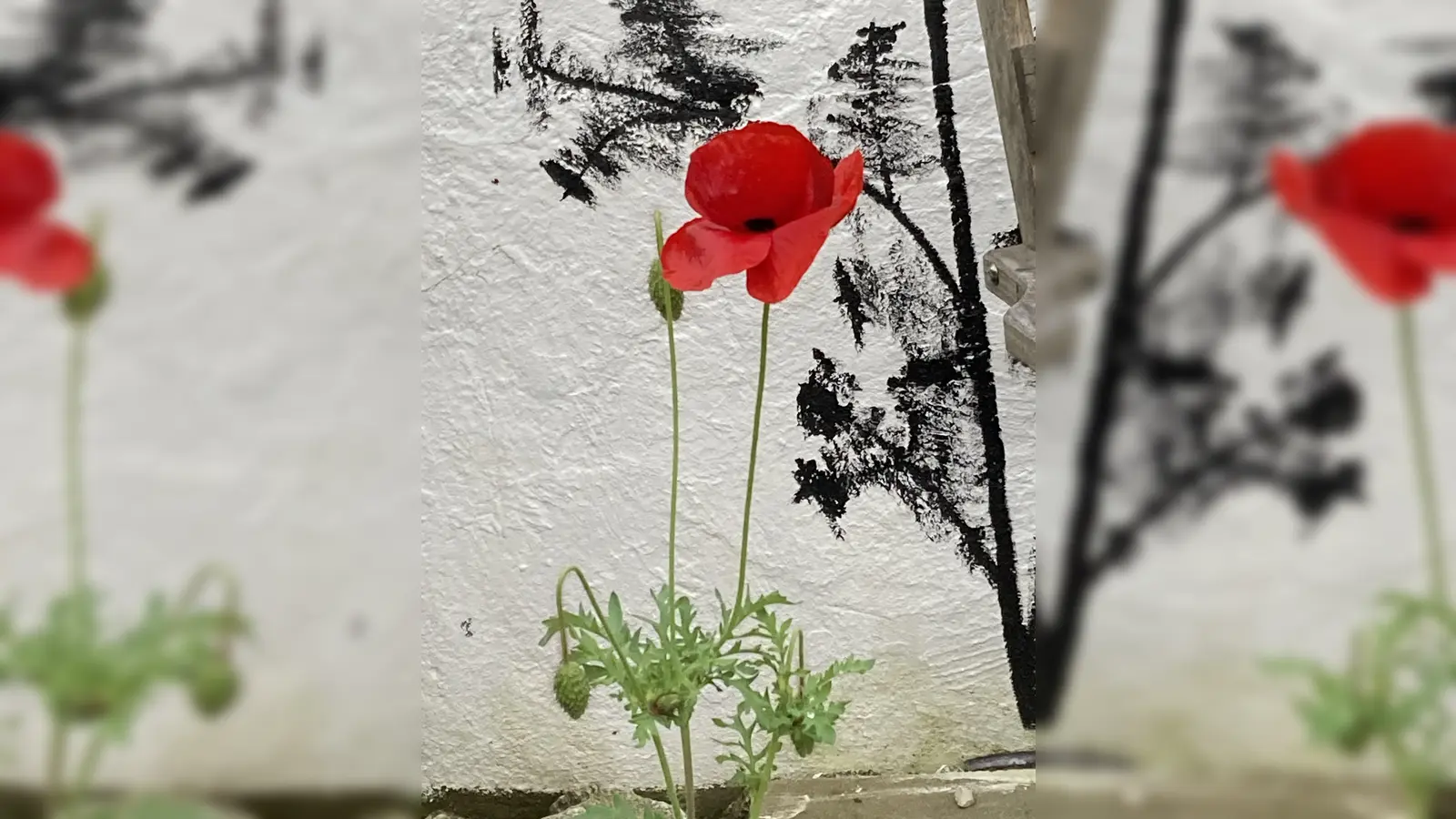 Diese Mohnblume blüht im Naturgarten in Döllnitz. (Bild: sl)