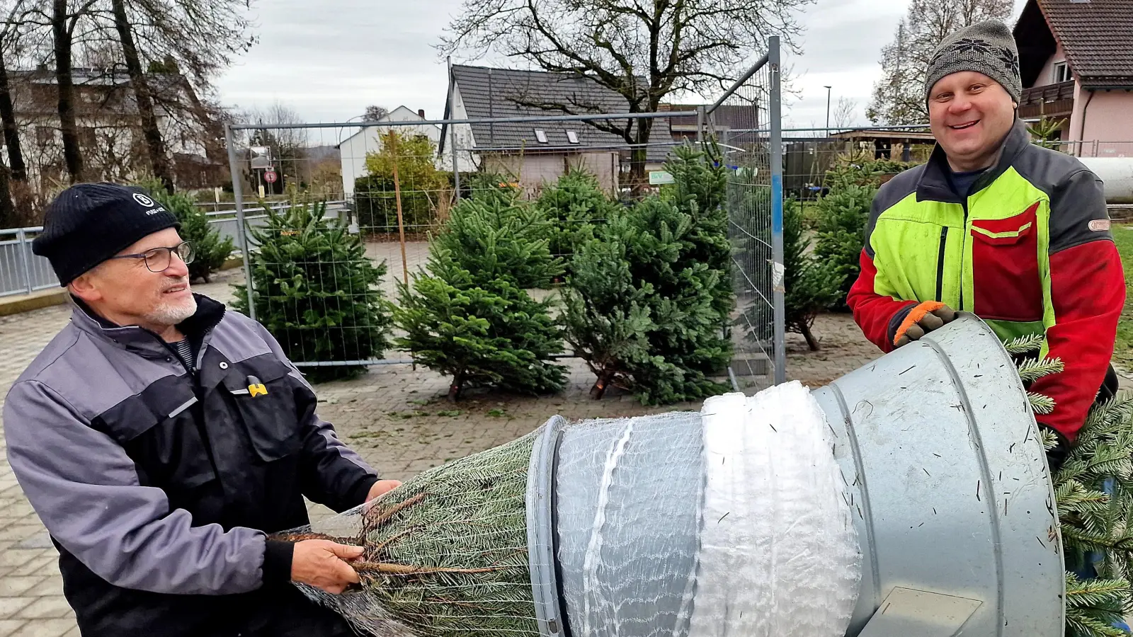 Nach dem Kauf werden die Weihnachtsbäume mit einem Netz ummantelt, um besser transportfähig zu sein. Der Pfarrgemeinderat mit Alfred Wulfänger -links- hat heuer zum 15. Mal den Verkauf vor der Kirche durchgeführt. (Bild: Reinhard Kreuzer)