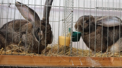 Deutsche Riesen waren mit einem Gewicht von um die 8 kg die größten Kaninchen, die bei der 33. Bezirkskaninchenschau ausgestellt waren. (Bild: flt)