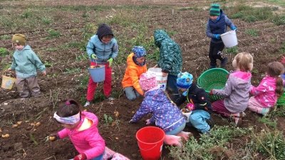 Mit viel Eifer und Freude sammelten die Kinder die Kartoffeln ein.  (Bild: Sabine Hayn)