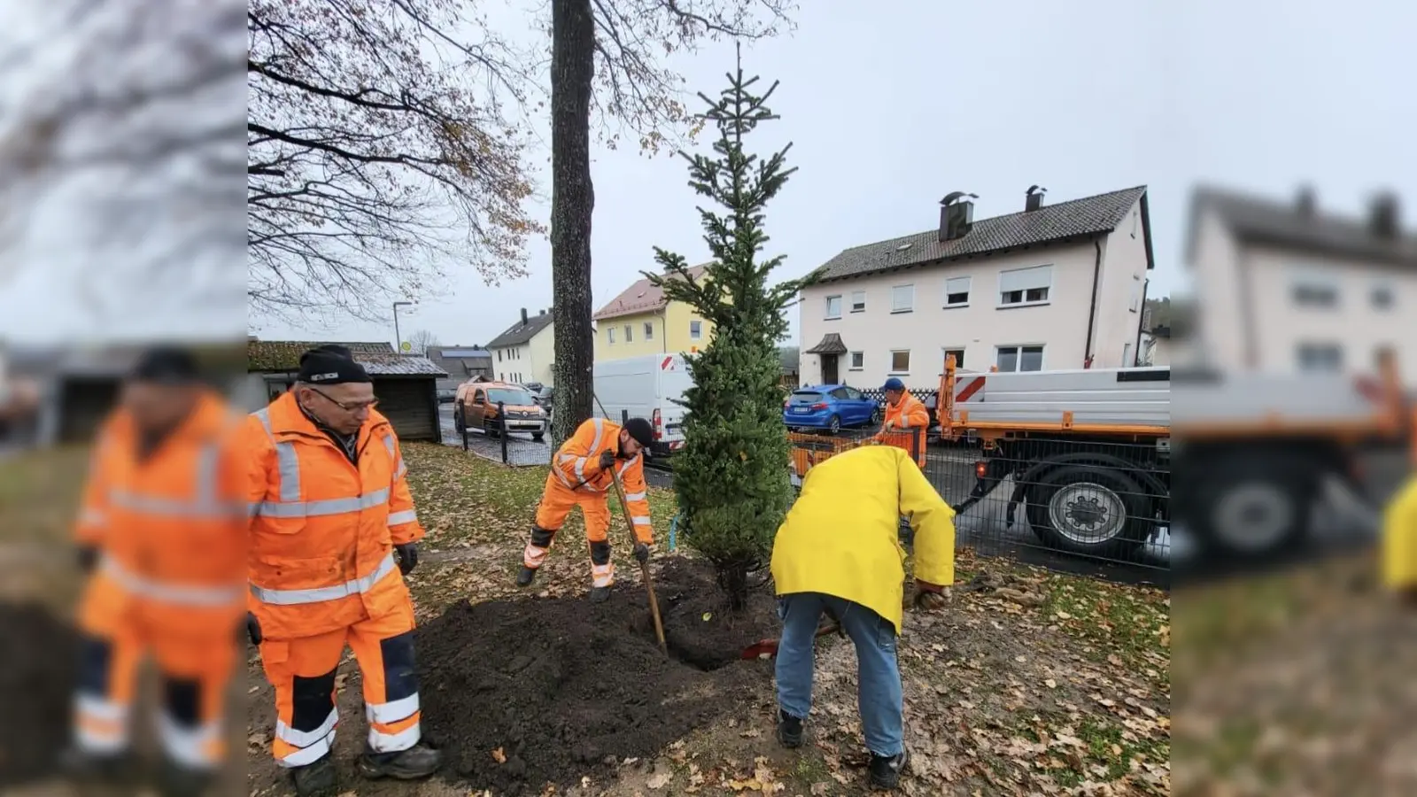 Einpflanzen des Christbaums (Bild: Steffi Sadlo)