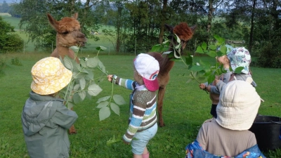 Die Kinder der Käfergruppe durften die Alpakas auch selbst füttern. (Bild: Kinderhaus Steinwaldzwerge/exb)