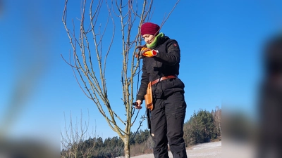 Baumwartin Katharina Hage beim Schneiden eines Obstbaumes (Bild: Doris Burger)