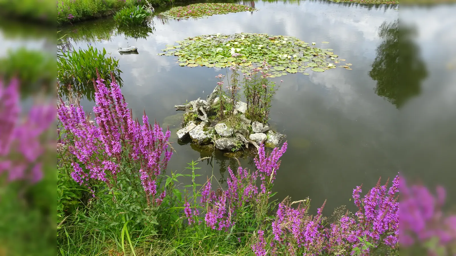 Seerosenteich bei Wilchenreuth (Bild: Anna Gottschalk)