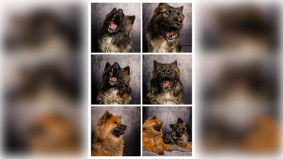 Am 24. August werden im MQ Hunde-Schnapp-Schüsse gemacht.  (Bild: Ruediger Gollwitzer)