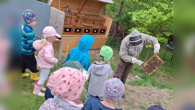 Der Imker zeigt die Wabe, die er aus dem Bienenstock geholt hat (Bild: Sieglinde Schärtl)