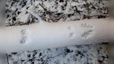 Eichhörnchen-Tapser auf Baumstamm (Bild: Verena Bauer)