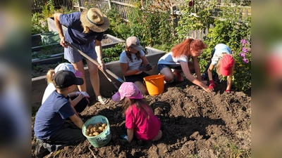 Die Ernte der Frühkartoffeln fiel sehr gut aus: Von 20 ausgelegten Kartoffeln wurden 273 junge Kartoffelknollen geerntet.  (Bild: Sabine Prechtl)