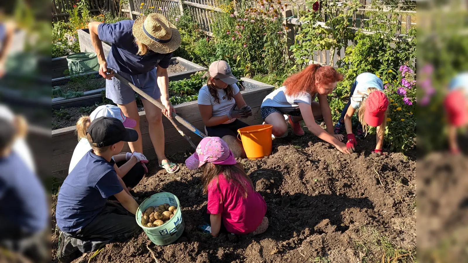 Die Ernte der Frühkartoffeln fiel sehr gut aus: Von 20 ausgelegten Kartoffeln wurden 273 junge Kartoffelknollen geerntet.  (Bild: Sabine Prechtl)