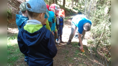 Bei der Waldwoche des Kinderhauses Steinwaldzwerge Pullenreuth gab es viel zu entdecken. (Bild: Sabine Schinner/exb)