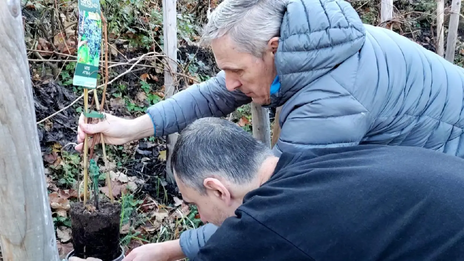 Die „Weinrebe der Freundschaft” zwischen dem Basilikachor Waldsassen und dem Chor Rastislav pflanzten Vorsitzender Vít Martinásek (oben) und ein weiterer Chorsänger im Garten der Kirche St. Martin. (Bild: Martina Martinásková)