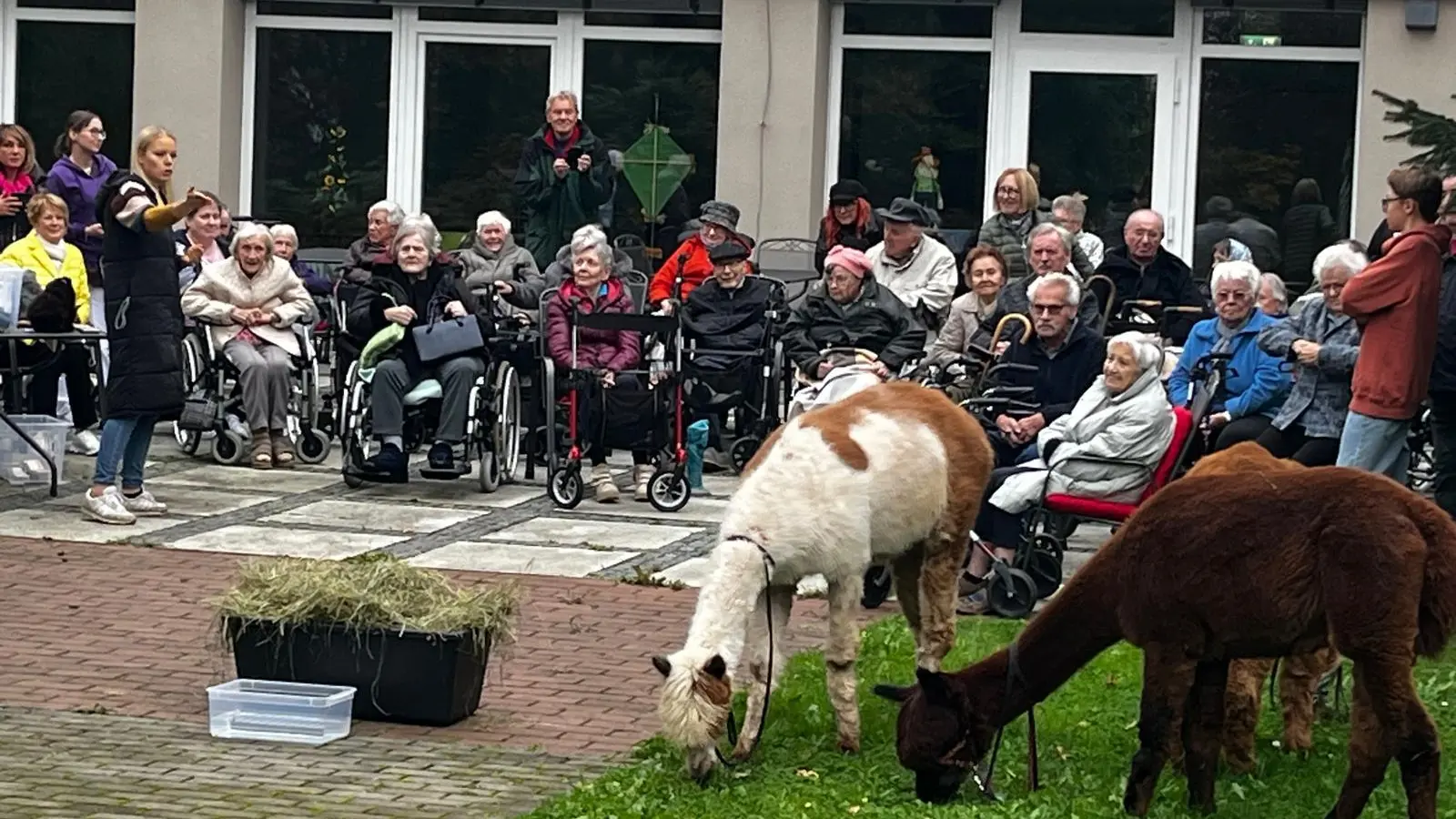 Leila Smekal (vierte von links) beim vorstellen der Alpakas im Sindersberger Garten  (Bild: Stefanie Hartwig)