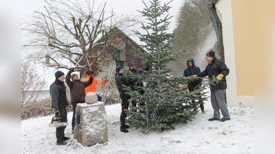 Das Zuschneiden der Äste und Aufstellen des Weihnachtsbaums geht Hand in Hand. (Bild: pi)