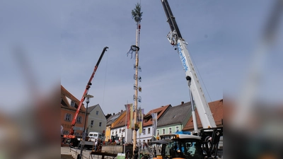 Der über 28 lange Maibaum krönt seit 1. Mai das Zentrum des 1067-jährigen Marktes. (Bild: Fred Lehner)