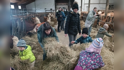 Die Kleinen des Kindergartens Regenbogen tollten im Heu und fütterten mit vollem Einsatz die Rinder des Erlebnisbauernhofes Kastner. 	 (Bild: AELF Tirschenreuth/exb)