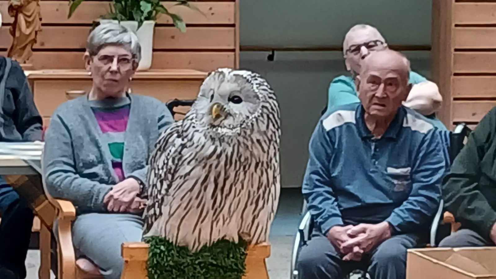 Die Heimbewohnerinnen und -bewohner genossen die Zusammenkunft mit Habichtskauz „Birke“.  (Bild: Vera Asberger/BRK-Seniorenzentrum Kemnath/exb)