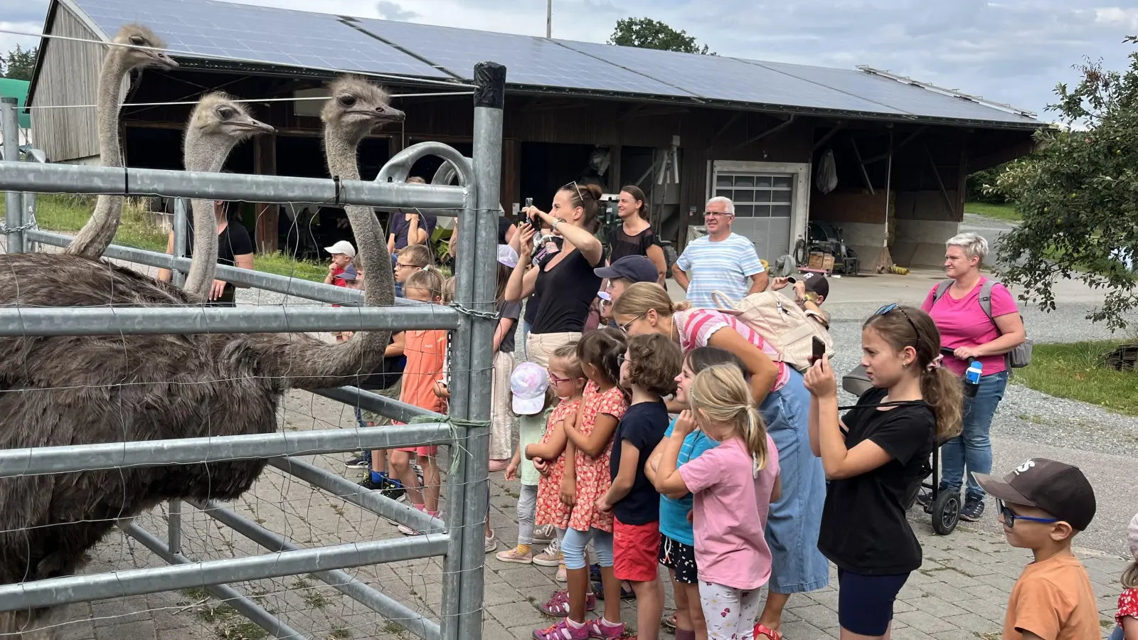 Besuch der Straußenfarm (Bild: Klaus Kuran)