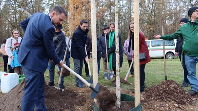 Die letzte Schippe obenauf bei der Pflanzung einer Moorbirke legen die Politiker. (Bild: Kunz)