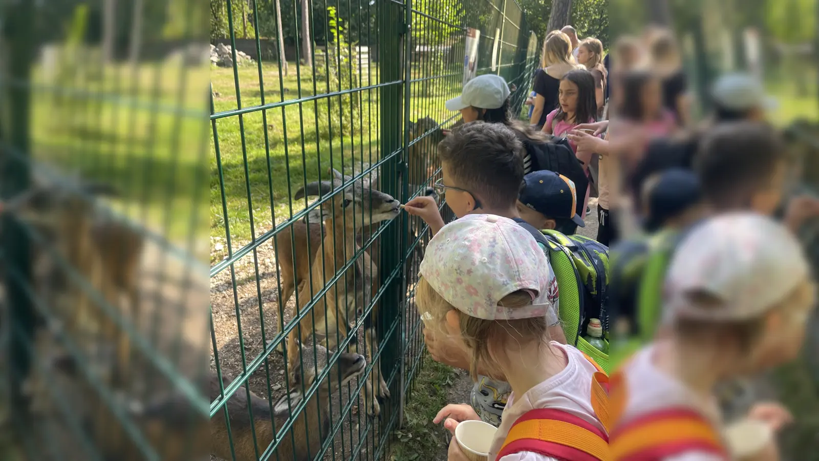 Ausflug in den Wildpark (Bild: Christine Härtl)