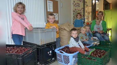 Die Kinder haben über eine halbe Tonne Kastanien gesammelt. (Bild: fpoz)