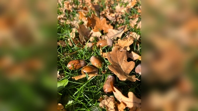 Aus kleinen Eicheln und anderen Samen soll der Wald der Zukunft werden. (Bild: Kirsten Michl)