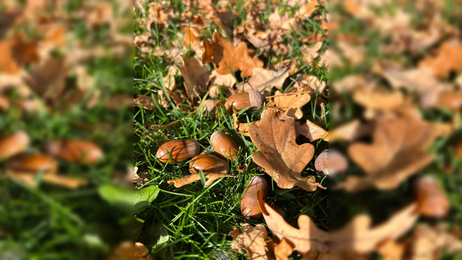 Aus kleinen Eicheln und anderen Samen soll der Wald der Zukunft werden. (Bild: Kirsten Michl)