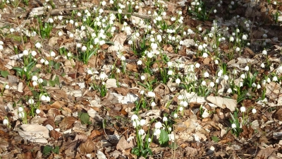 Märzenbecherwald bei Kirchensittenbach (Bild: Anna Gottschalk)