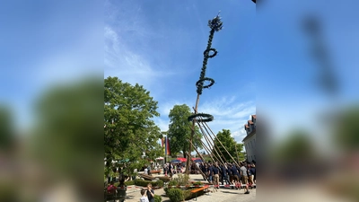 Zirka 30 Helfer stellten den 30 Meter hohen Maibaum per Muskelkraft auf dem Wolfringer Dorfplatz auf.  (Bild: Christiane Wagner)