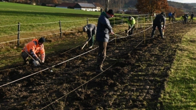 Die Landwirtschaftsschüler pflanzten verschiedene Wildrosenarten, Schlehen und Kornelkirschen in drei Reihen mit einem Abstand von eineinhalb Metern. (Bild: Armin Hofbauer/exb)