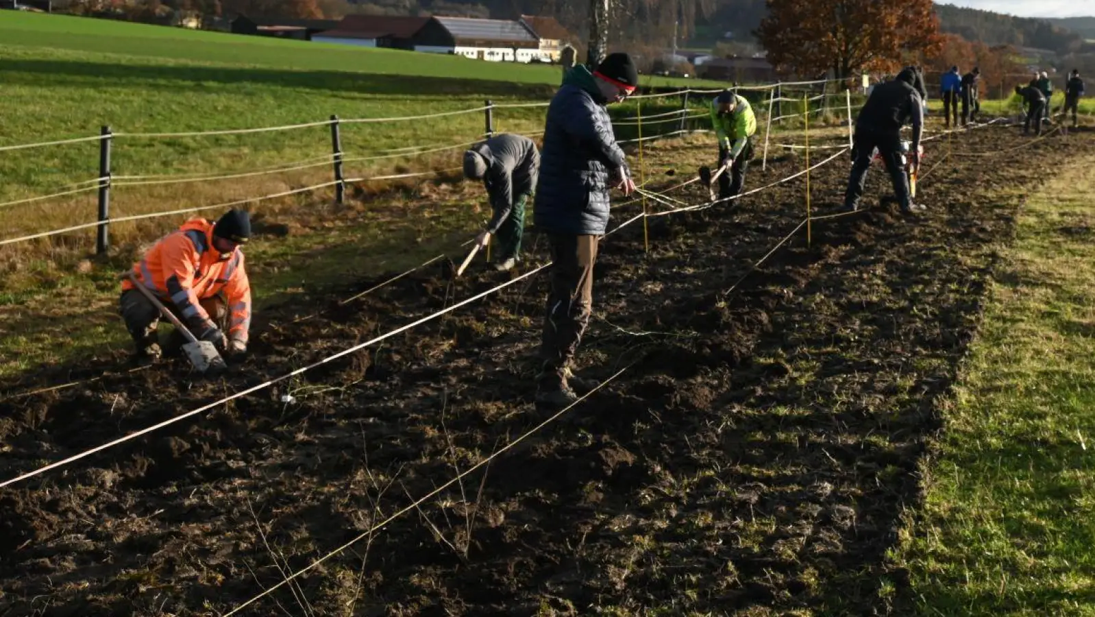 Die Landwirtschaftsschüler pflanzten verschiedene Wildrosenarten, Schlehen und Kornelkirschen in drei Reihen mit einem Abstand von eineinhalb Metern. (Bild: Armin Hofbauer/exb)