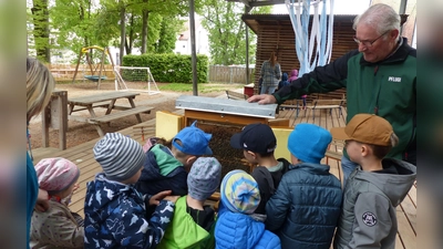 Kinder sehen Bienen bei der Arbeit zu. (Bild: Katja Ostrowski)