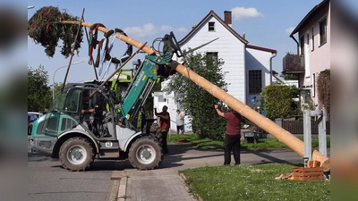 Mit einem Traktor sichern Mitglieder den Maibaum, mit acht Schwalben hoben Männer den Baum in die Höhe, der nun zum 60-jährigen Jubiläum auf der Dorfwiese stehen bleibt. (Bild: R. Kreuzer)