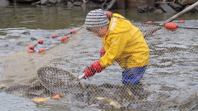 Abfischen am Gowerlhof 2024. Vollen Einsatz zeigten die Kinder beim Herausfischen der Karpfen. (Bild: Mariya Ransberger)