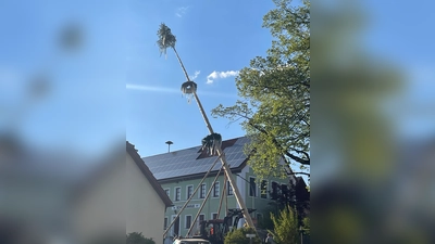 Es bedurfte viel menschliche und mechanische Kraft den starken Baum in die Höhe zu bringen. (Bild: Sieglinde Schärtl)