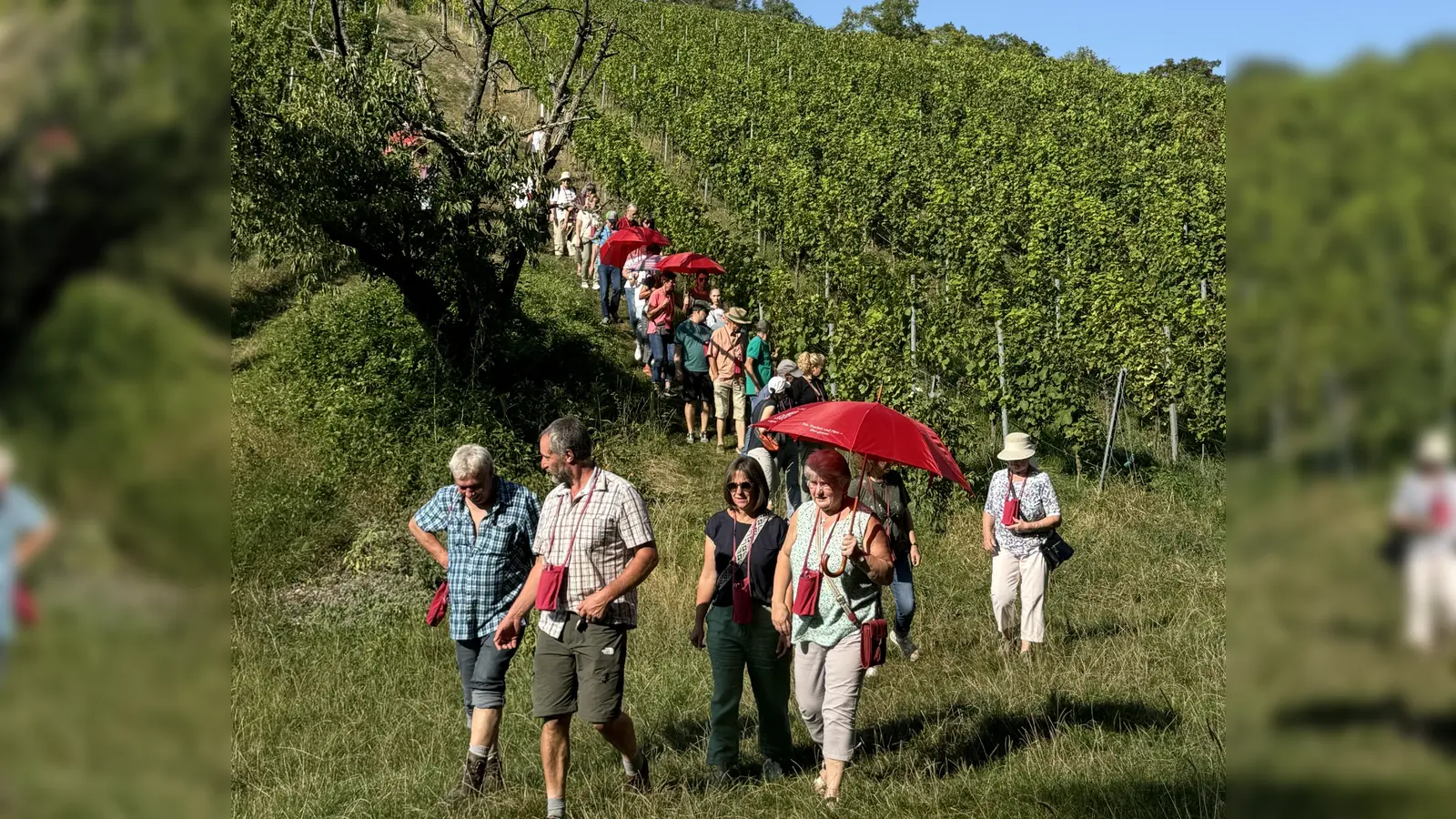 Die Teilnehmer bei der Weinwanderung auf dem Weingut Loos. (Bild: Kerstin Bodendörfer)