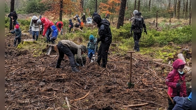 Die „Youngsters” des FGV pflanzten wieder Bäume im Steinwald. (Bild: Fichtelgebirgsverein Waldershof/exb)