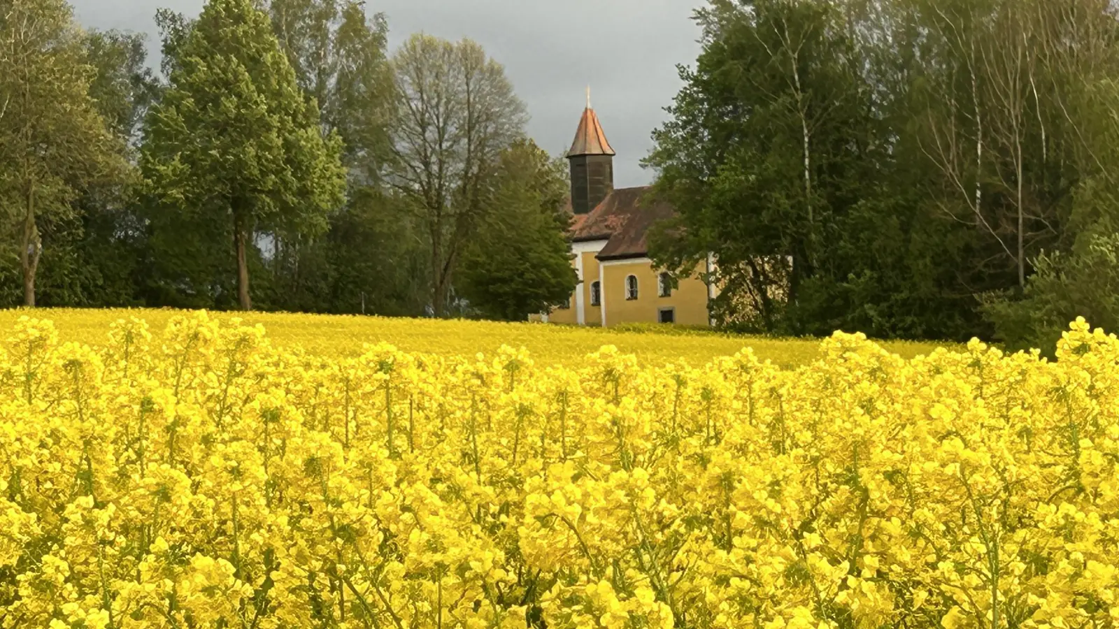 Die blühenden Rapsfelder sind eine sehr gute Bienenweide und maßgeblich für den Erfolg einer Honigernte für die Imker. (Archivbild: dob)